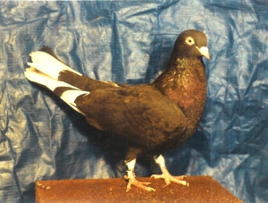 Black and White Foundation Hen